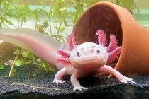 Bí mật chưa biết về "thủy quái" vùng Caribe