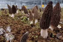 Loại nấm nhìn như tổ ong, xấu xí nhưng lại rất quý hiếm