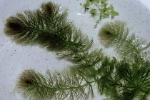 Loài cây có hoa đầu tiên trên Trái đất