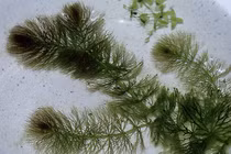 Loài cây có hoa đầu tiên trên Trái đất