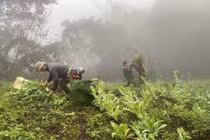 Triệt phá hơn 500 cây thuốc phiện trồng giữa rừng sâu