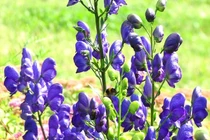 Vẻ đẹp ma mị của loài hoa được mệnh danh "nữ hoàng độc dược"