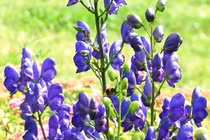 Vẻ đẹp ma mị của loài hoa được mệnh danh "nữ hoàng độc dược"