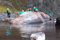 Báu vật được mệnh danh “vàng nổi” bất ngờ dạt vào bờ biển 