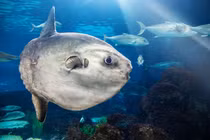 Loài cá lười nhác nhất hành tinh, ngoại tình đặc biệt và kỳ dị