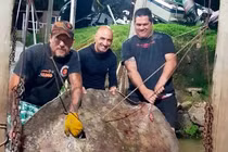 Câu cá trên sông, vô tình đụng trúng "quái ngư" khổng lồ 250kg