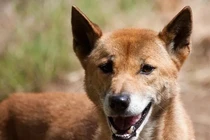 Chó "biết hát" quý hiếm bất ngờ tái xuất sau 50 năm vắng bóng