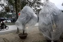 Muôn kiểu chống rét cho hoa, cây cảnh chờ đón Tết của nông dân Việt