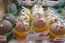 Độc lạ loại dưa lưới đặc biệt, có giá ngang chiếc ô tô 