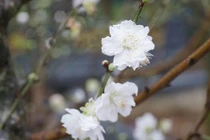 Đại gia chi cả chục triệu "săn" bạch đào thế độc đón Tết