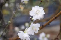 Đại gia chi cả chục triệu "săn" bạch đào thế độc đón Tết