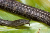 "Điểm mặt" 12 loài bò sát độc - dị - lạ ở Việt Nam 