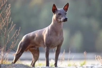 8 loài chó kỳ lạ nhất hành tinh: Biết leo cây, chân 6 ngón