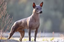 8 loài chó kỳ lạ nhất hành tinh: Biết leo cây, chân 6 ngón