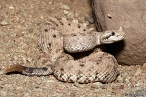 Sốc nặng chứng kiến "quái vật" cực độc dài 1,8 mét trên ngọn cây