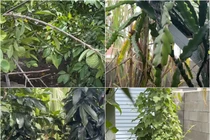 Ngắm khu vườn "vạn người mê" của người mẫu Đức Tiến tại Mỹ