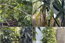 Ngắm khu vườn "vạn người mê" của người mẫu Đức Tiến tại Mỹ