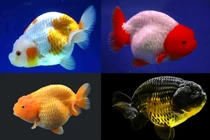 Loài cá "đáng thương", cứ thả về tự nhiên là... chết