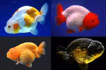 Loài cá "đáng thương", cứ thả về tự nhiên là... chết