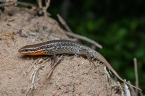 Những loài thằn lằn bóng độc đáo của Việt Nam