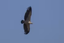 Những loài chim bay cao nhất hành tinh, bất ngờ số 7