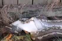 Nghe tiếng động sau vườn, kinh hoàng gặp quái thú đang nuốt chửng mèo cưng