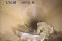 Kinh hoàng phát hiện "quái vật" trong ống thoát nước