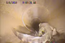 Kinh hoàng phát hiện "quái vật" trong ống thoát nước