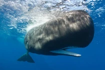 8 "sát thủ" đáng sợ nhất đại dương