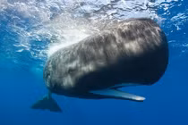 8 "sát thủ" đáng sợ nhất đại dương