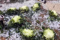 Lý giải hiện tượng mưa đá khốc liệt tại Sơn La, Hòa Bình