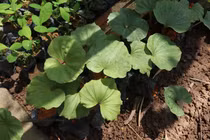 Loài cây đặc biệt chỉ có 1 lá, "hiếm có khó tìm" ở Việt Nam