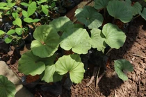 Loài cây đặc biệt chỉ có 1 lá, "hiếm có khó tìm" ở Việt Nam