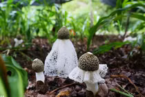 Kỳ lạ loài nấm “che mặt” như mỹ nhân, quý hiếm bậc nhất thế giới