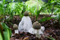 Kỳ lạ loài nấm “che mặt” như mỹ nhân, quý hiếm bậc nhất thế giới