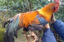 Tận mục giống gà đặc biệt, giá 50 triệu/ con đại gia vẫn lùng mua 