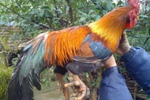 Tận mục giống gà đặc biệt, giá 50 triệu/ con đại gia vẫn lùng mua 