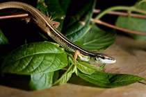 Lạ lùng "loài rắn 4 chân" ở Việt Nam, tự mọc lại đuôi khi bị đứt