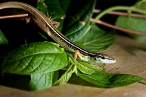 Lạ lùng "loài rắn 4 chân" ở Việt Nam, tự mọc lại đuôi khi bị đứt