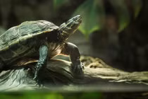 8 loài rùa quý hiếm ở Việt Nam nguy cơ tuyệt chủng