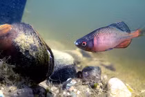 Top động vật mệnh danh "bậc thầy thả thính"