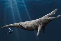 Cận cảnh "quái vật" biển với bộ răng sắc nhọn, có thể nghiền nát ôtô