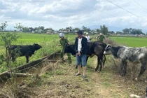 Thuê xe tải đi trộm 7 con bò 