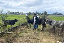 Thuê xe tải đi trộm 7 con bò 