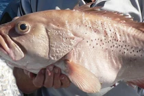 Đụng trúng "quái ngư" khổng lồ dài 1,6m khi đi câu cá