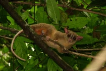 Những loài thú có túi kỳ quái, chỉ có ở châu Mỹ