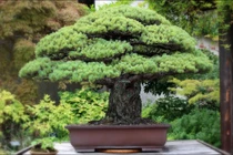 Chiêm ngưỡng 10 tác phẩm bonsai đắt nhất thế giới, có cây giá ngang biệt thự 