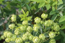 "Sốt xình xịch" hoa hồng có màu xanh lá, giá thế nào?