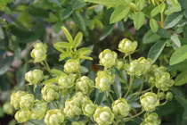 "Sốt xình xịch" hoa hồng có màu xanh lá, giá thế nào?