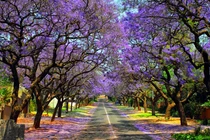 Những con đường hoa đẹp nhất thế giới